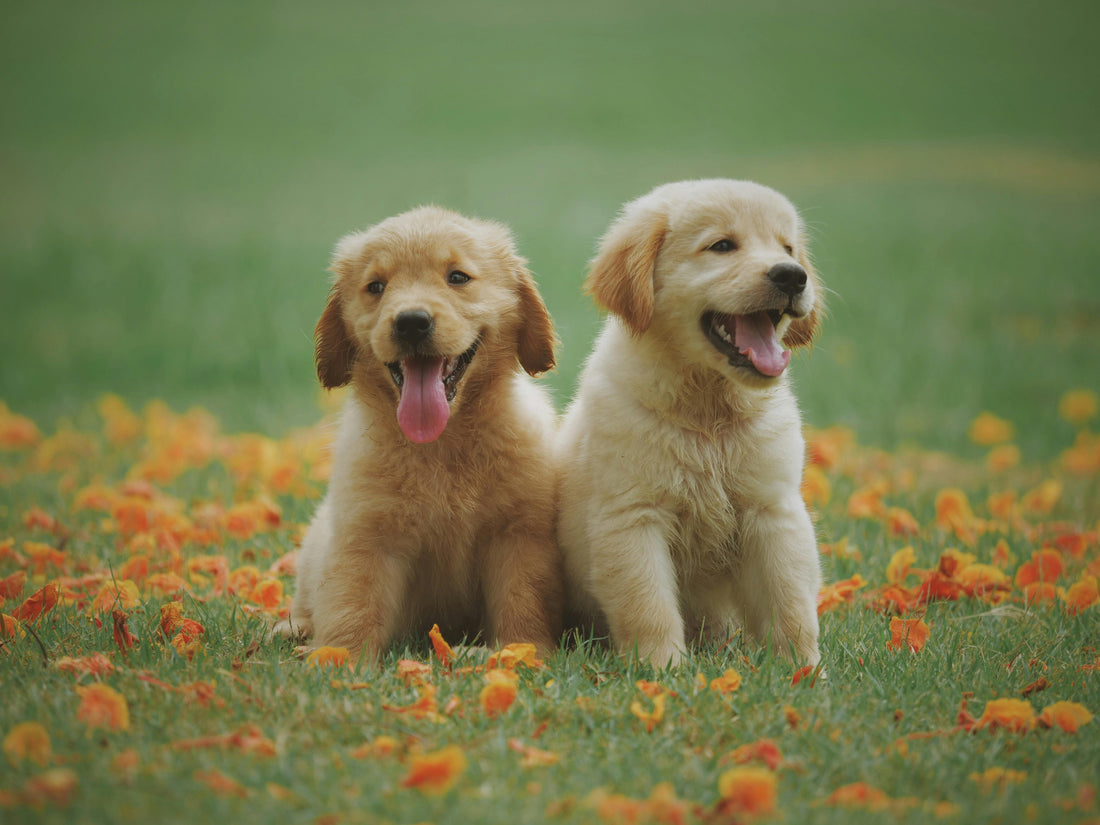 Are Wax Melts Safe for Pets? What Every Owner Should Know - Souvant Fragrance Co